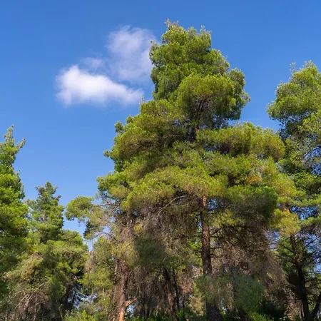 νεφέλη: ολόκληρο σπίτι για αξέχαστες διακοπές στη σιβηρή